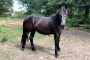 Joli poney loisir/ enseignement 