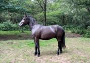 Joli poney loisir/ enseignement 