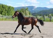 Chic Hongre 2 ans Selle Francais Dressage / CCE