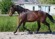 Chic Hongre 2 ans Selle Francais Dressage / CCE
