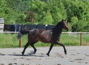 Chic Hongre 2 ans Selle Francais Dressage / CCE