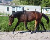 Chic Hongre 2 ans Selle Francais Dressage / CCE