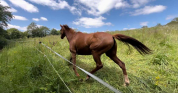 Jument alezane de 7 ans, très proche de l'humain