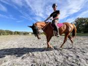 Jument alezane de 7 ans, très proche de l'humain