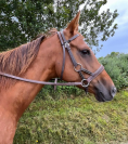 Jument alezane de 7 ans, très proche de l'humain