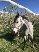Location petite jument par roudoudou 