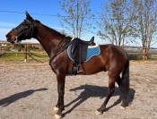 Cheval Cruzado 7 ans 