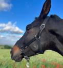 Cheval Cruzado 7 ans 