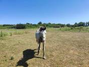 Colt Origin Recorded For sale 2024 Overo