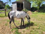 Colt Origin Recorded For sale 2024 Overo