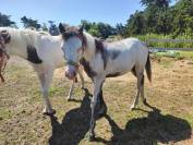 Colt Origin Recorded For sale 2024 Overo