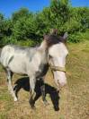 Colt Origin Recorded For sale 2024 Overo