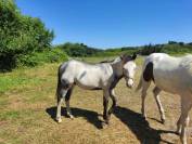 Colt Origin Recorded For sale 2024 Overo