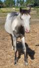 Colt Origin Recorded For sale 2024 Overo