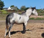 Colt Origin Recorded For sale 2024 Overo