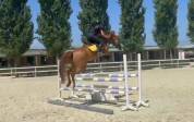 Vendo PONY 