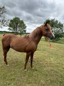Atallah recherche une nouvelle famille