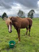 Atallah recherche une nouvelle famille