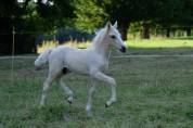 Poulain palomino welsh cob