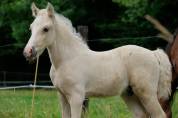 Poulain palomino welsh cob