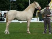 Poulain palomino welsh cob
