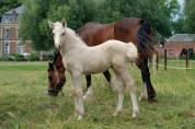 Poulain palomino welsh cob
