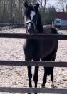 Prachtige, stoere 4 jarige D-pony ruin