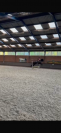 Prachtige, stoere 4 jarige D-pony ruin