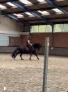 Prachtige, stoere 4 jarige D-pony ruin