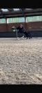 Prachtige, stoere 4 jarige D-pony ruin