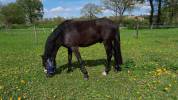 Prachtige, stoere 4 jarige D-pony ruin