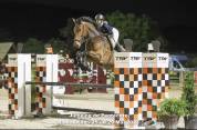 Cheval selle français 