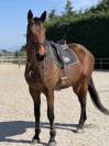 Cheval selle français 