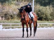 Cheval selle français 