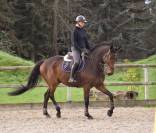 Cheval selle français 