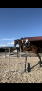 Cheval selle français 