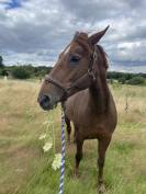 Mare Origin Recorded For loan 2011 Liver chestnut