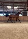 Jument de sport 5 ans 