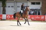 Jument de sport 5 ans 