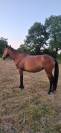 cheval de loisir