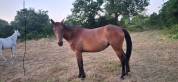 cheval de loisir