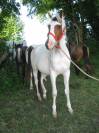 paint horse