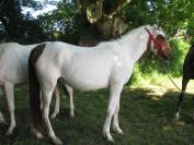 paint horse