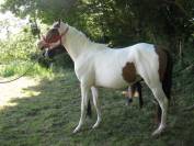 paint horse