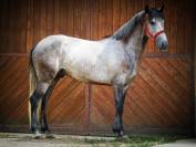 CAVALLO P.R.E. 6 ANNI