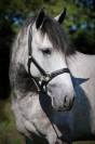 CAVALLO P.R.E. 6 ANNI