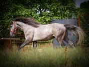 CAVALLO P.R.E. 6 ANNI