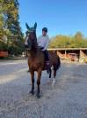 Vendita Cavallo Olandese