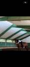 Vendita Cavallo Olandese