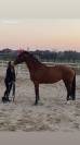 Vendita Cavallo Olandese